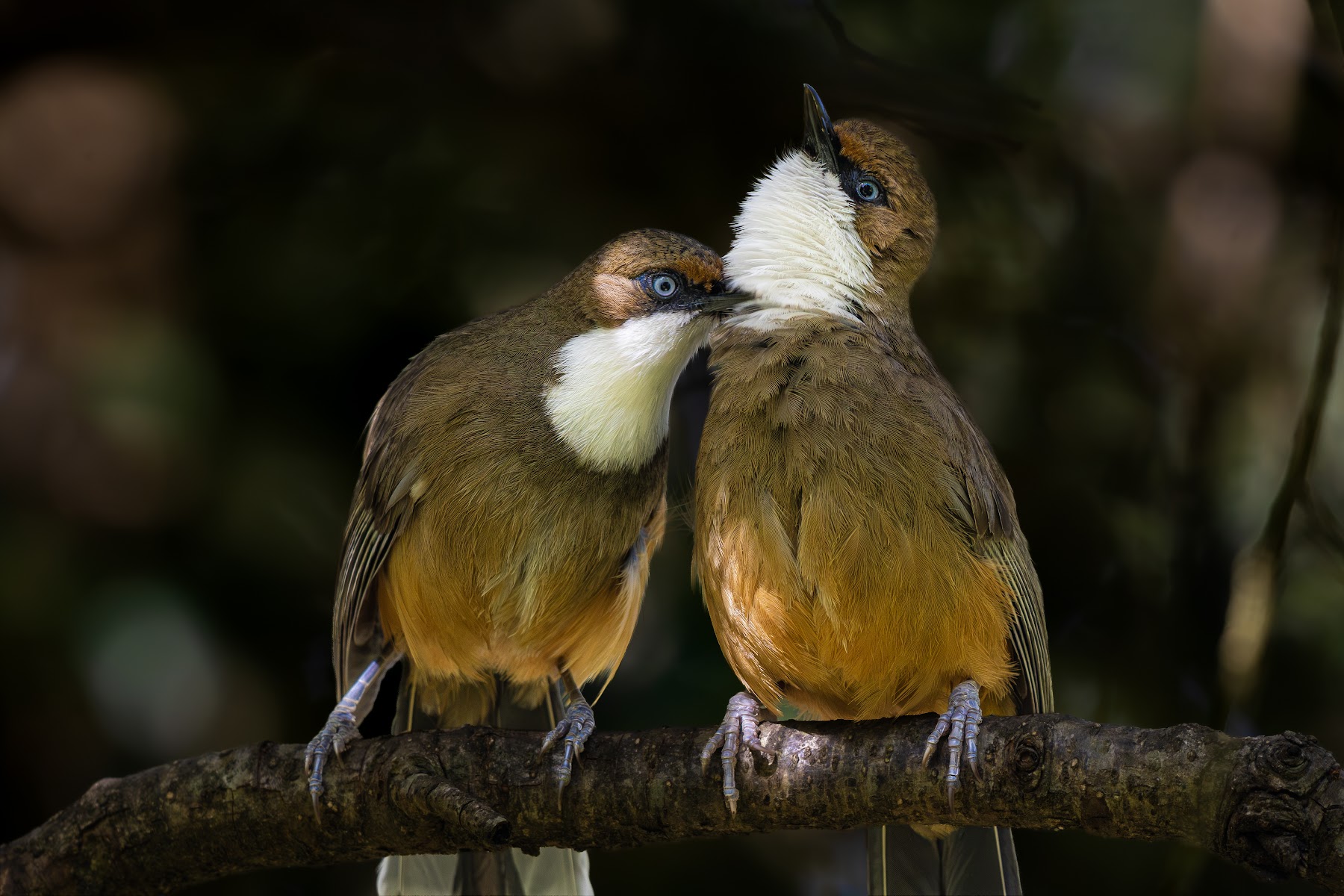 Pair of white-throated laughingthrushes perched together