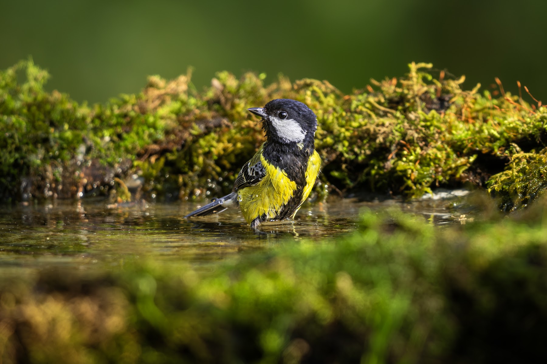 Green-backed tit at a forest pool