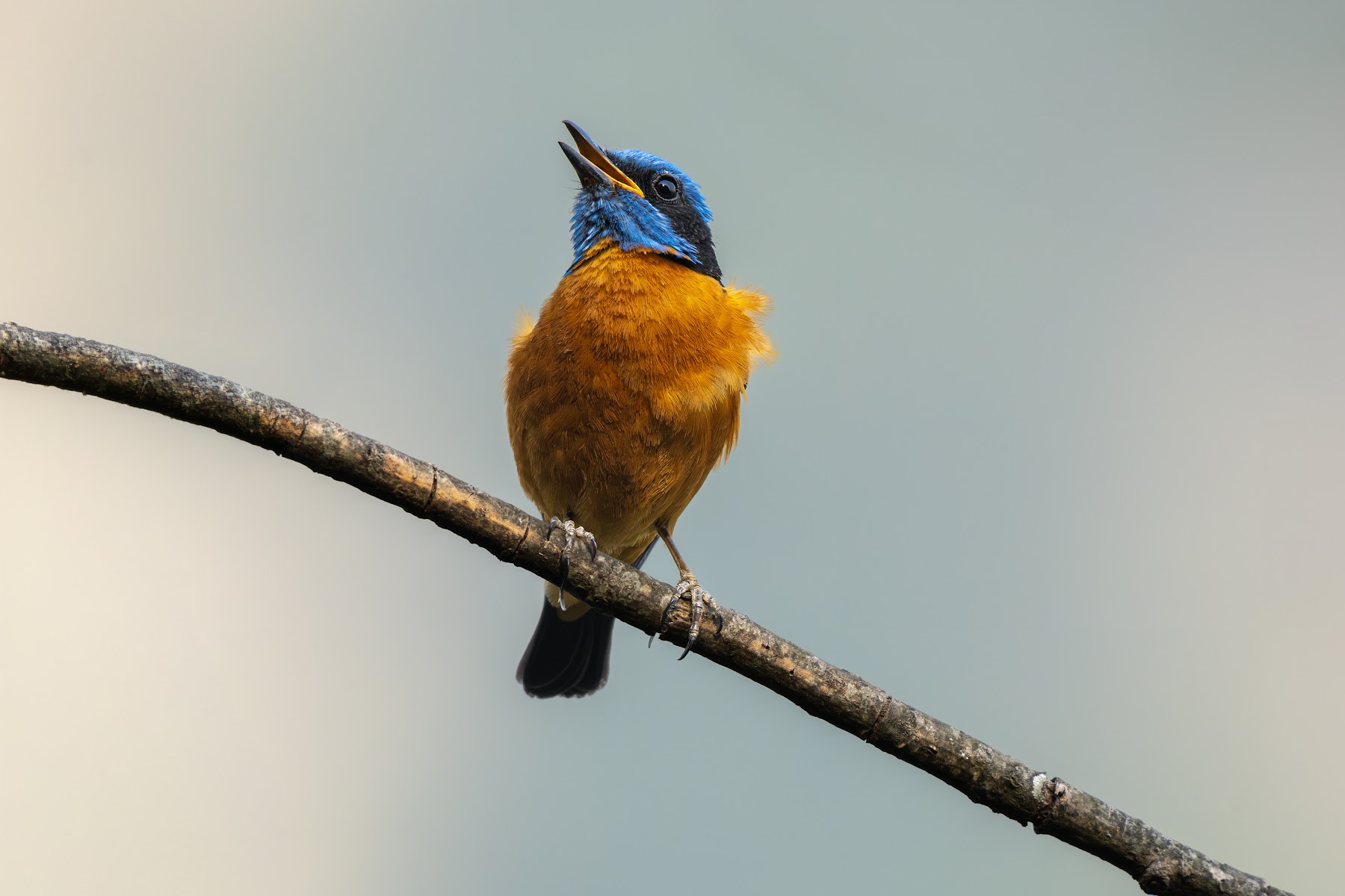 Kingfisher calling from a branch