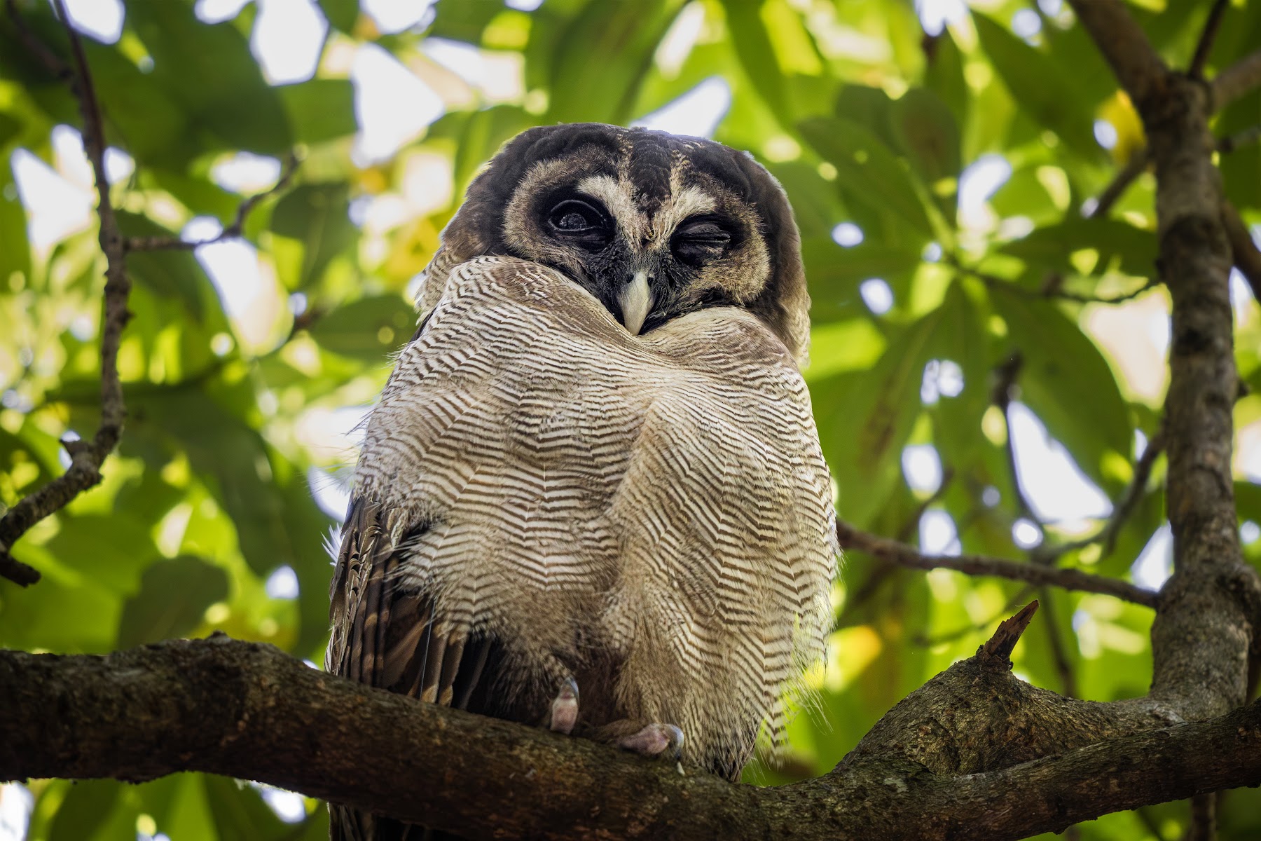 Brown wood owl in the canopy