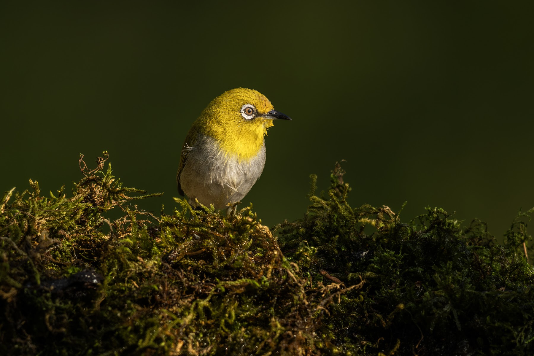 Oriental white-eye on moss