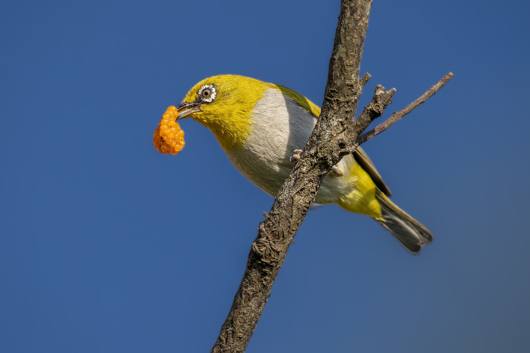 White-eye feeding on a flower