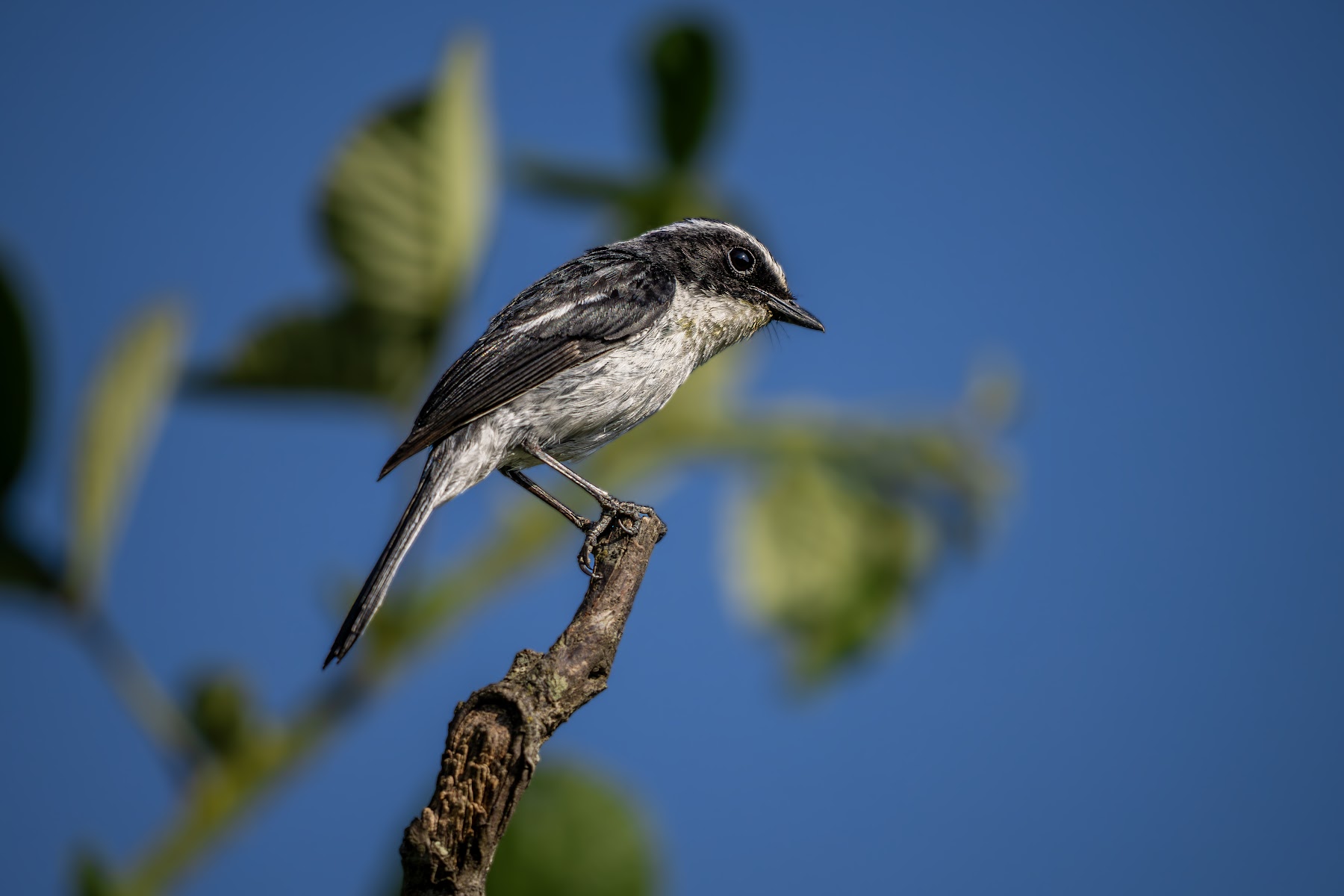 Grey-headed canary flycatcher against a blue sky
