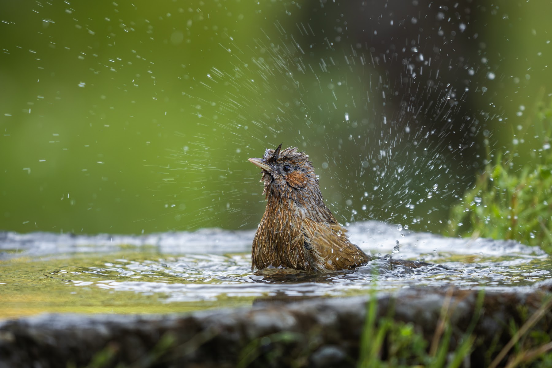 Streaked laughingthrush bathing in a forest pool