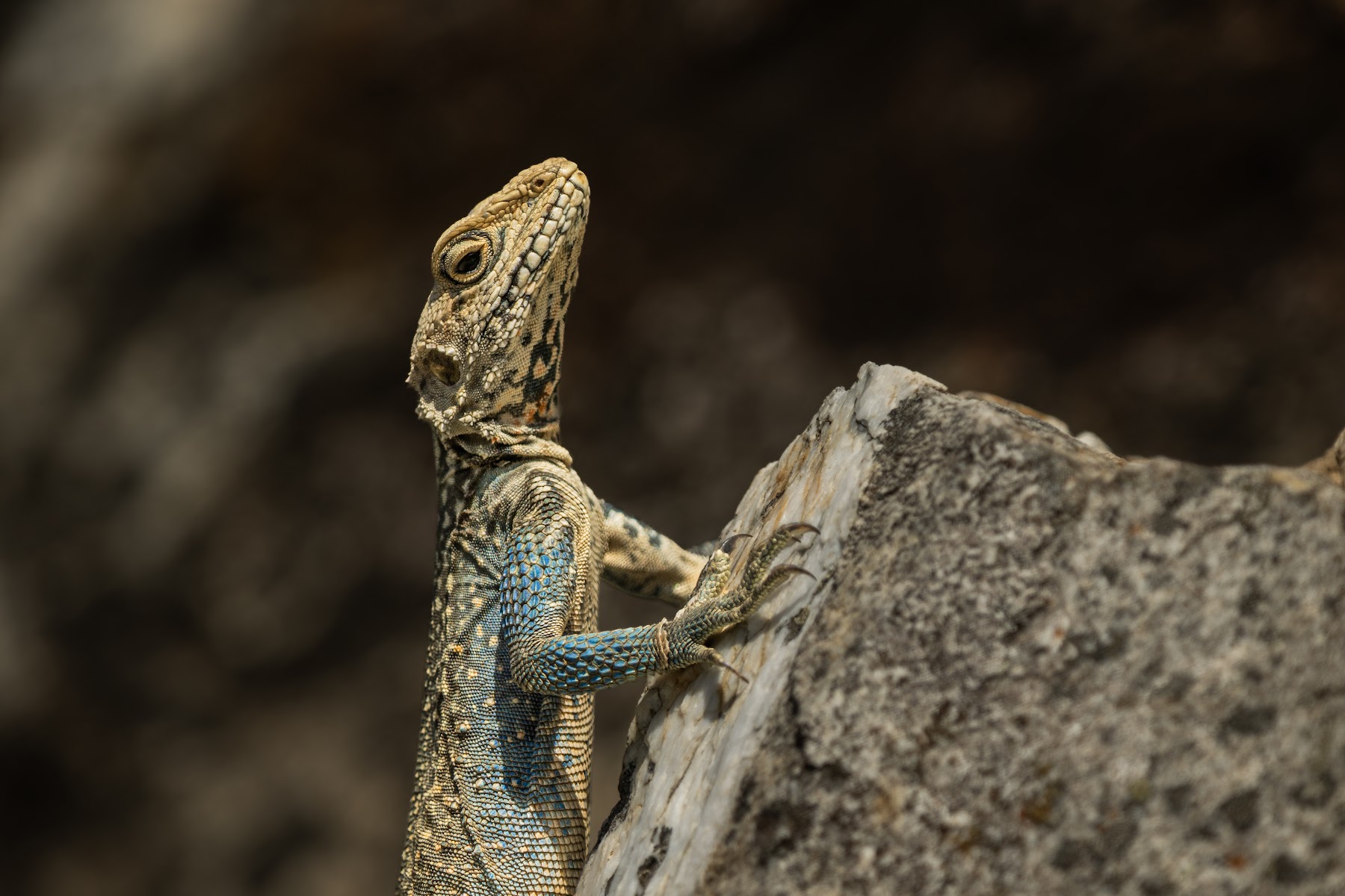 Rock agama on a boulder