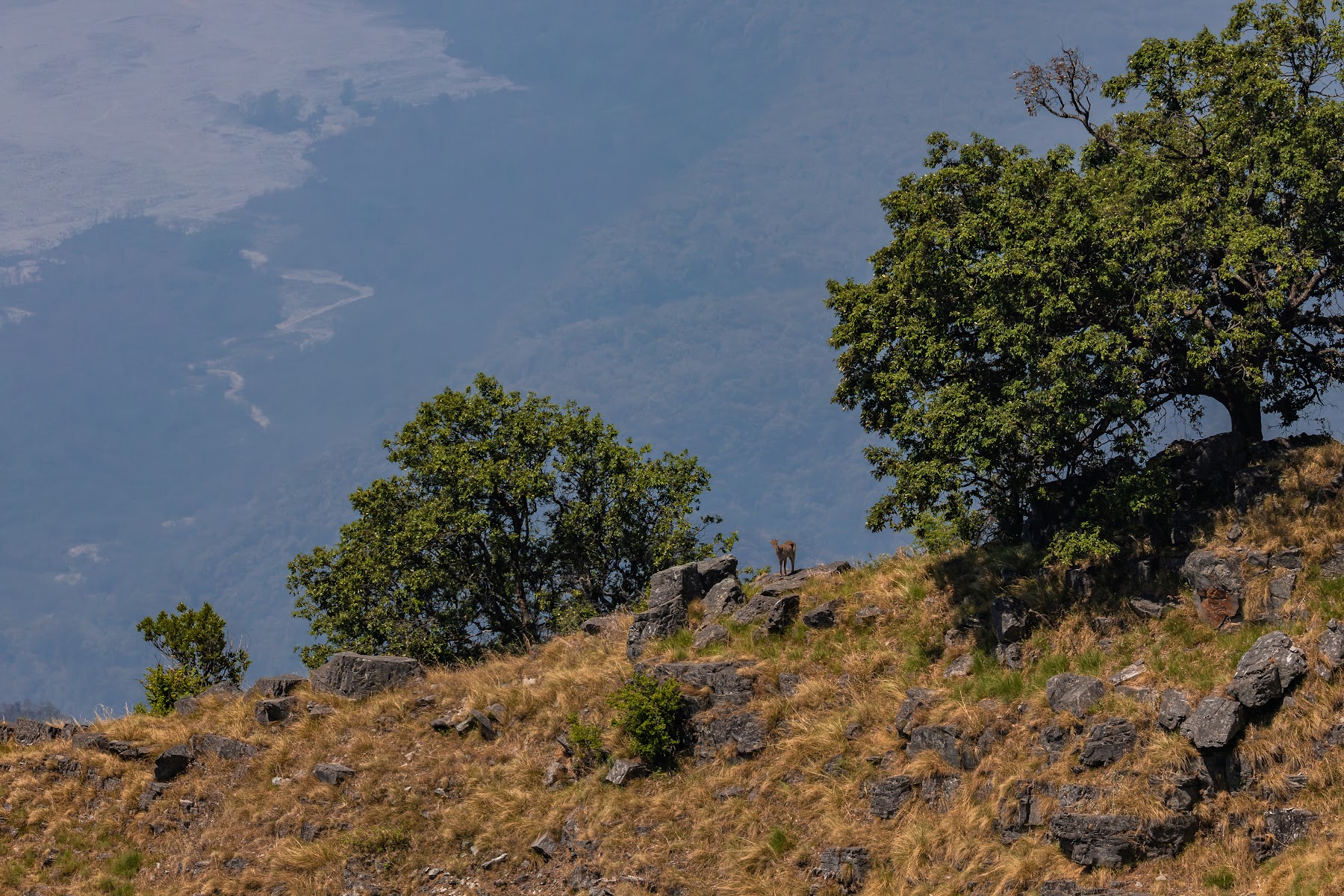Oak and pine ridges of the Kumaon hills near Pangot