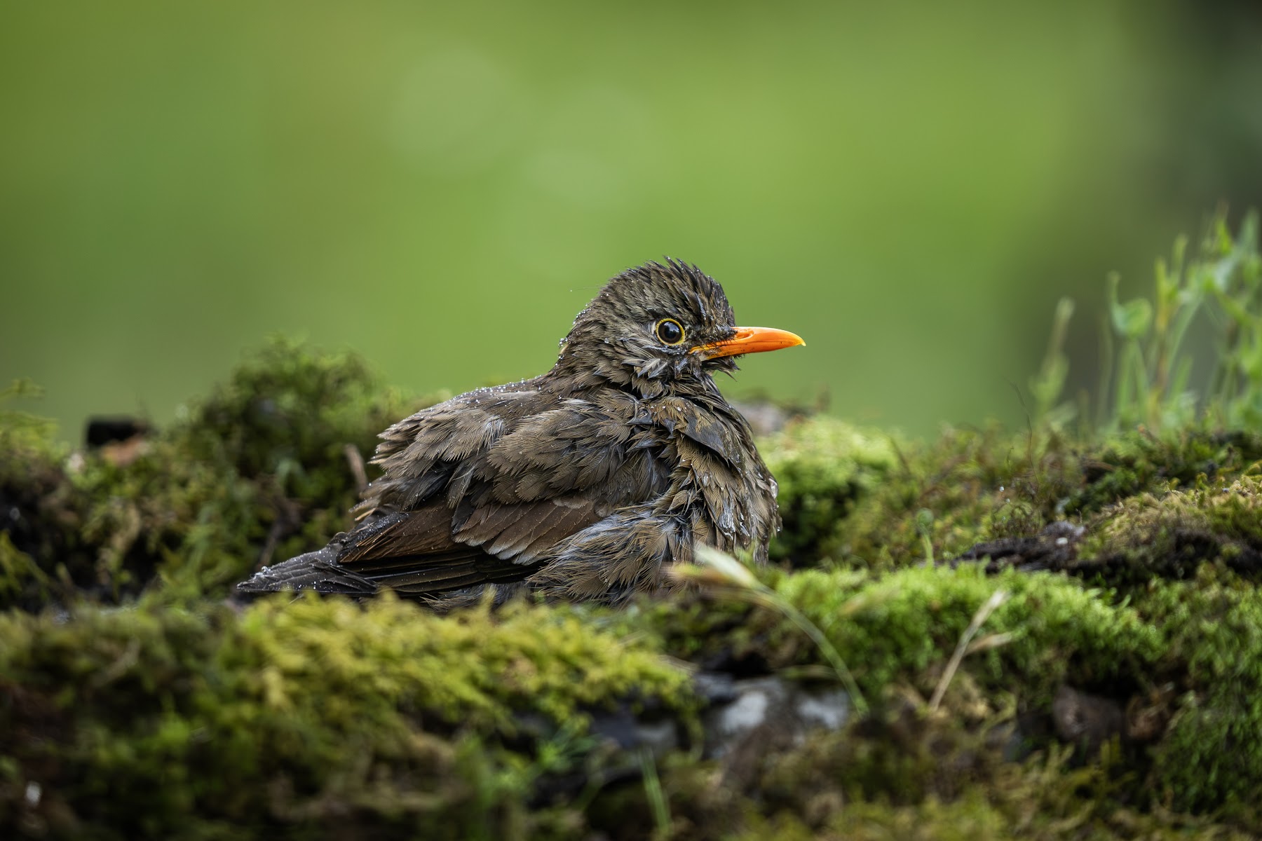 Bird on a mossy log in Pangot forest